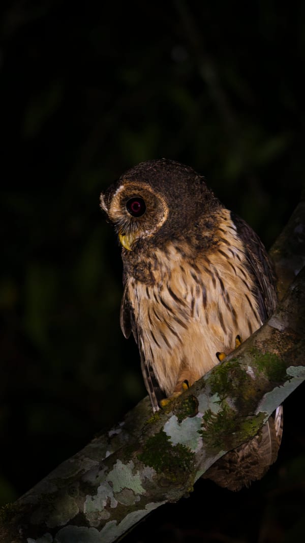 Lechuza estriada (Strix virgata)