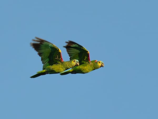 Loro hablador (Amazona aestiva)