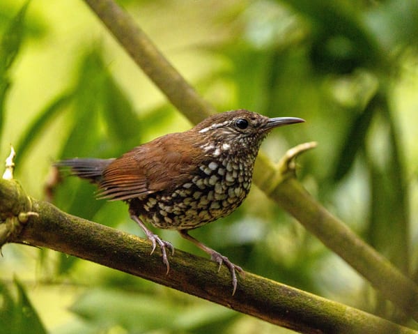 Macuquito (Lochmias nematura)