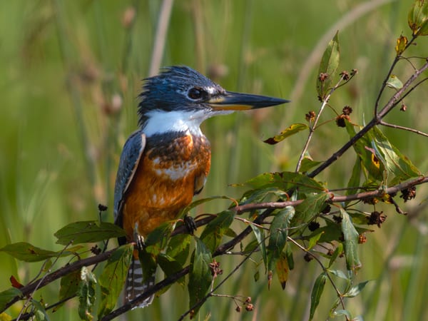 Martín pescador grande (Megaceryle torquata)