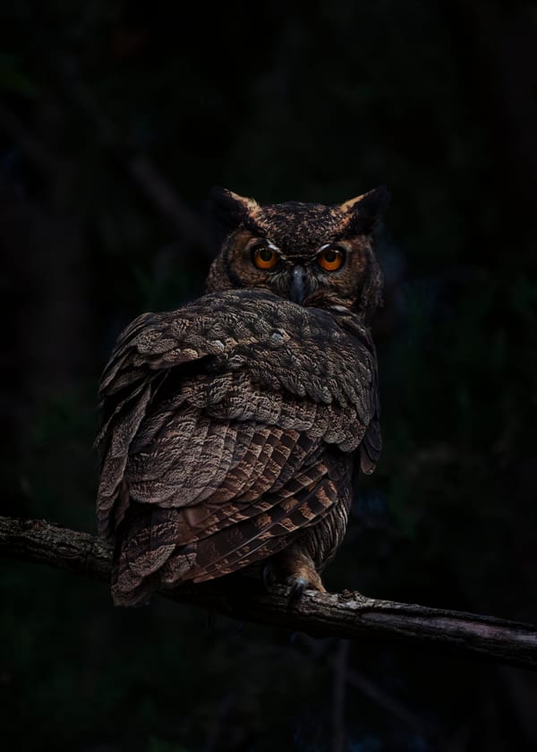 Ñacurutú (Bubo virginianus)