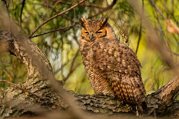 Ñacurutú (Bubo virginianus)
