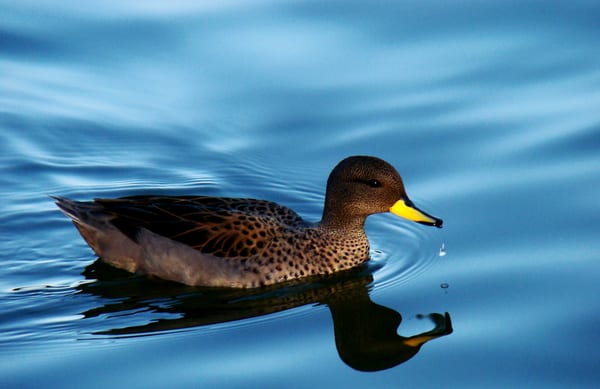 Pato barcino (Anas flavirostris)