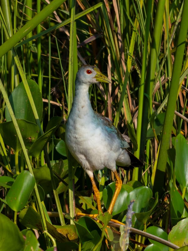 Pollona celeste (Porphyrio flavirostris)