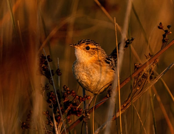 Ratona aperdizada (Cistothorus platensis)