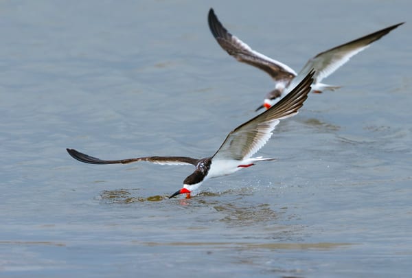 Rayador (Rynchops niger)