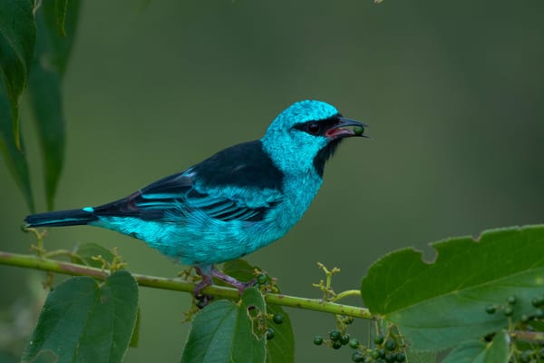 Saí azul (Dacnis cayana)