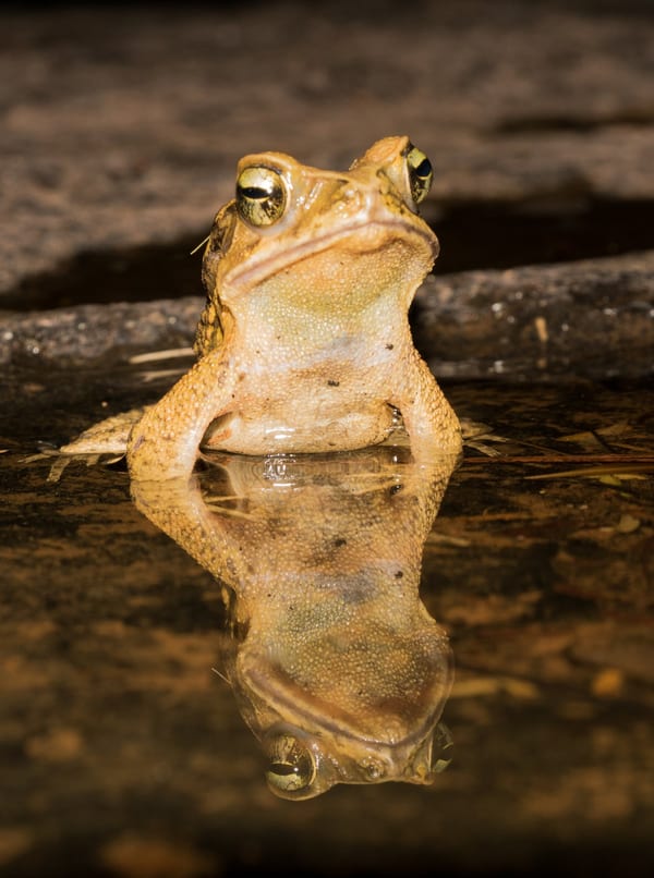 Sapo cururú (Rhinella ornata)