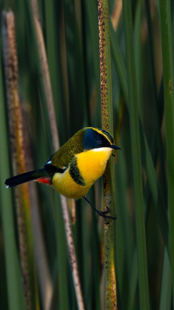 Tachurí sietecolores (Tachuris rubrigastra)