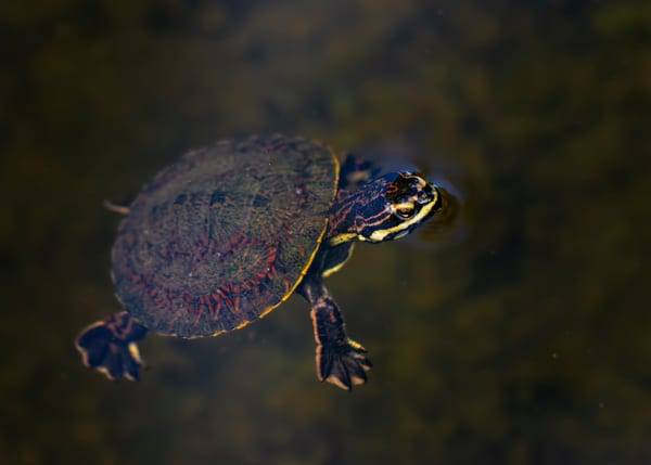 Tortuga de arroyo misionera (Phrynops williamsi)