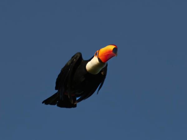Tucán toco (Ramphastos toco)