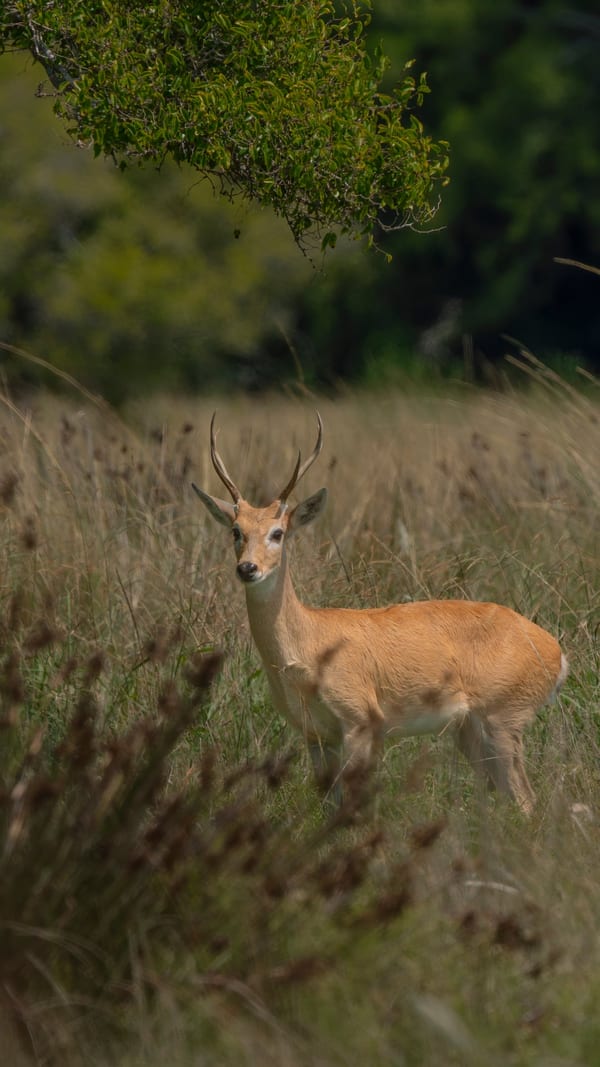 Venado de las pampas (Ozotoceros bezoarticus)
