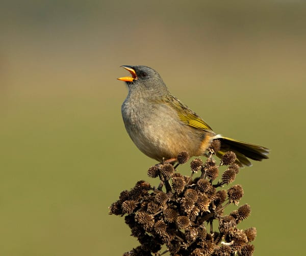 Verdón (Embernagra platensis)