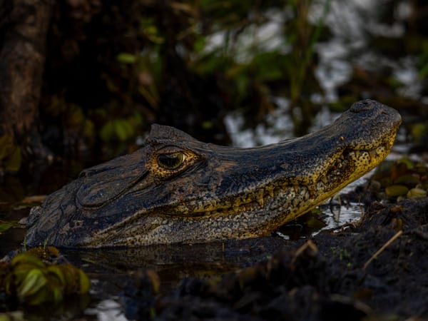 Yacaré negro (Caiman yacare)