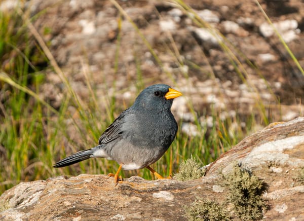 Yal platero (Phrygilus alaudinus)