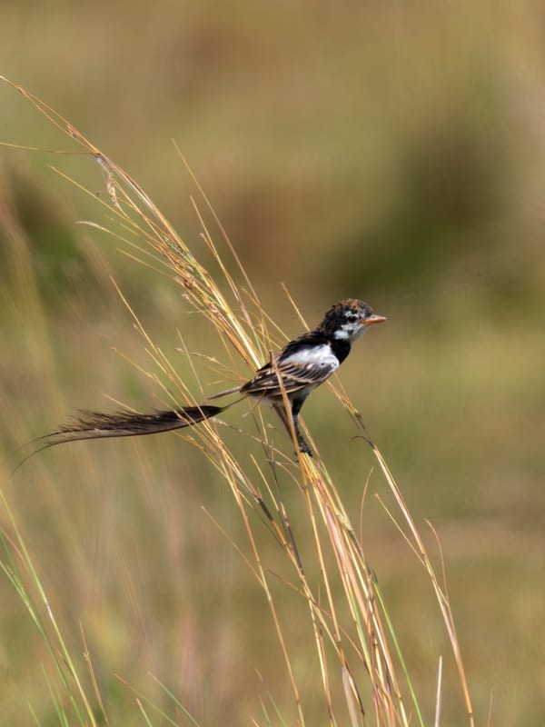 Yetapá de collar (Alectrurus risora)