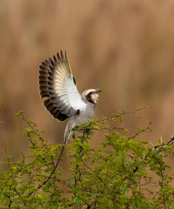 Yetapá grande (Gubernetes yetapa)